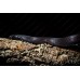 Serpiente rey mexicana negra - Lampropeltis getula nigritus